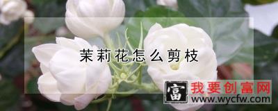 茉莉花怎么剪枝