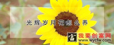 光辉岁月花怎么养