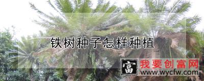 铁树种子怎样种植