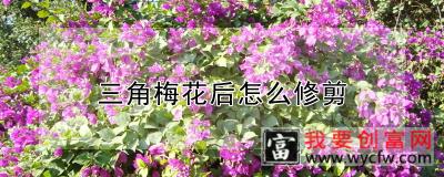 三角梅花后怎么修剪