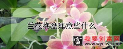 兰花换盆注意些什么