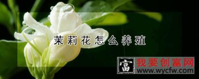 茉莉花怎么养殖