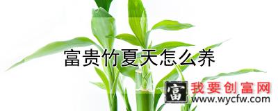 富贵竹夏天怎么养