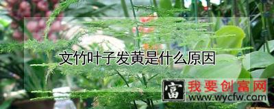 文竹叶子发黄是什么原因