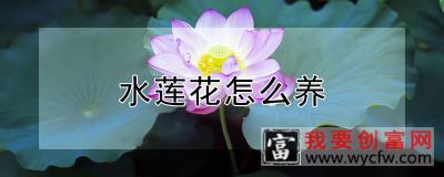 水莲花怎么养