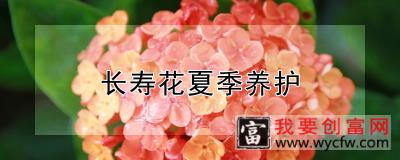 长寿花夏季养护