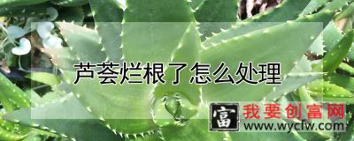 芦荟烂根了怎么处理