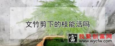 文竹剪下的枝能活吗