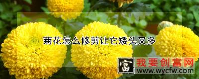 菊花怎么修剪让它矮头又多