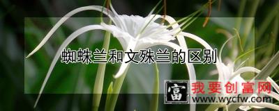 蜘蛛兰和文殊兰的区别