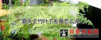 夏天文竹叶子发黄怎么办