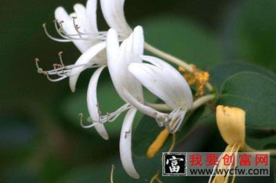 金银花种植方法及时间