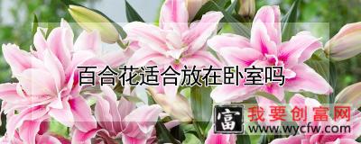 百合花适合放在卧室吗