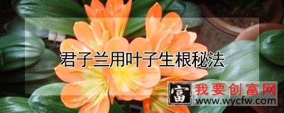 君子兰用叶子生根秘法