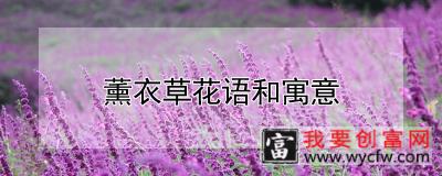 薰衣草花语和寓意