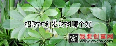 招财树和发财树哪个好