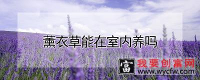 薰衣草能在室内养吗