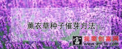 薰衣草种子催芽方法