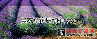 薰衣草家庭种植方法