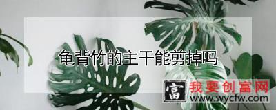 龟背竹的主干能剪掉吗