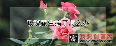 玫瑰花生病了怎么办