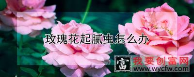 玫瑰花起腻虫怎么办