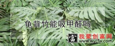 龟背竹能吸甲醛吗