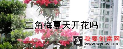 三角梅夏天开花吗