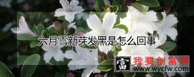 六月雪新芽发黑是怎么回事