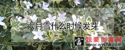 六月雪什么时候发芽