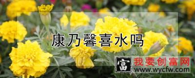 康乃馨喜水吗