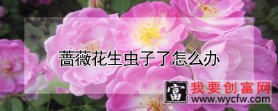 蔷薇花生虫子了怎么办