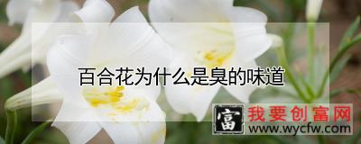 百合花为什么是臭的味道