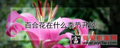 百合花在什么季节开放