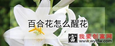 百合花怎么醒花