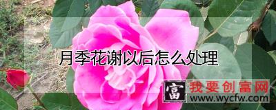 月季花谢以后怎么处理