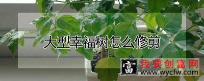 大型幸福树怎么修剪