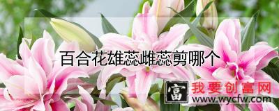 百合花雄蕊雌蕊剪哪个