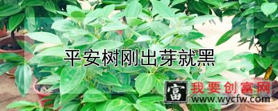 平安树刚出芽就黑