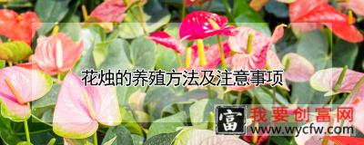 花烛的养殖方法及注意事项