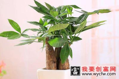 家里适合养什么植物