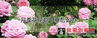 月季花花苞下垂怎么办