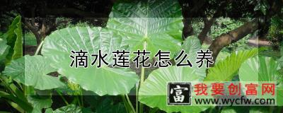 滴水莲花怎么养