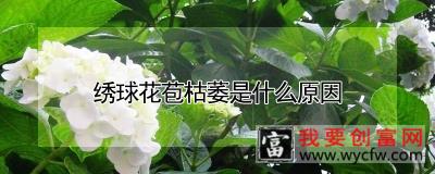 绣球花苞枯萎是什么原因