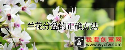 兰花分盆的正确方法