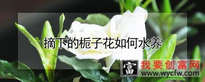 摘下的栀子花如何水养