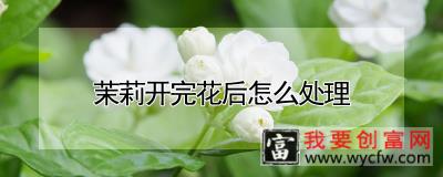 茉莉开完花后怎么处理