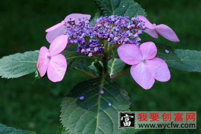 绣球花夏天怎么浇水