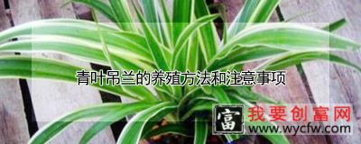 青叶吊兰的养殖方法和注意事项