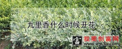 九里香什么时候开花